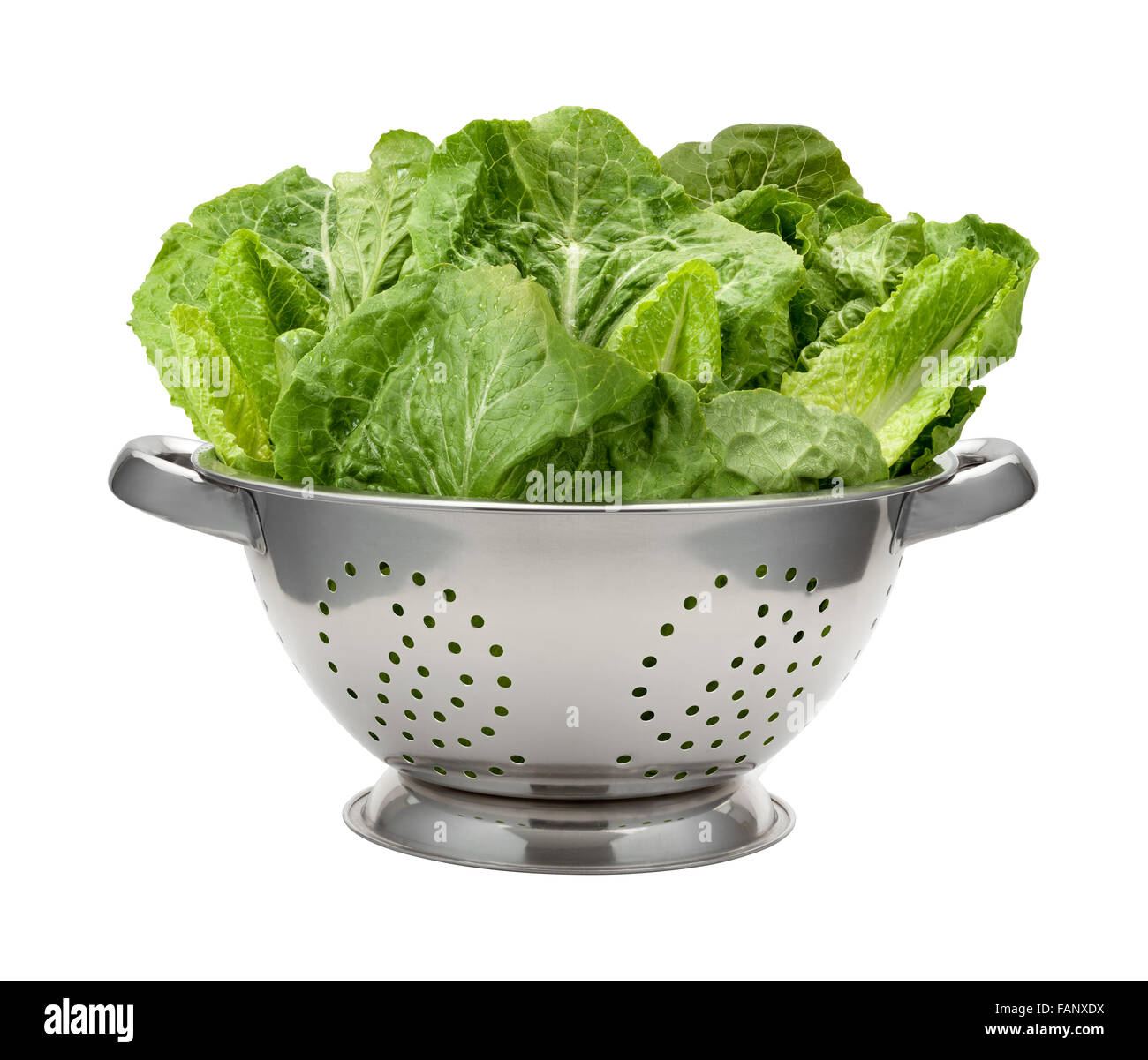 Romain Lettuce in a Stainless Steel Colander Stock Photo