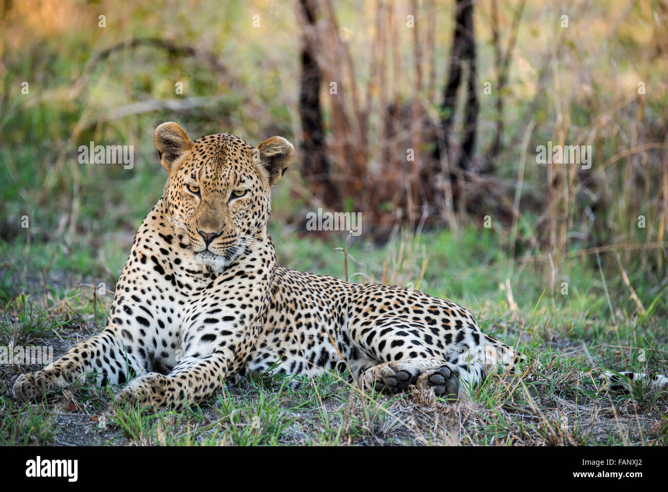 Leopard (Panthera pardus) male, Sabie Sands Game Reserve, Sabi Sabi Bush Lodge, South Africa, RSA Stock Photo
