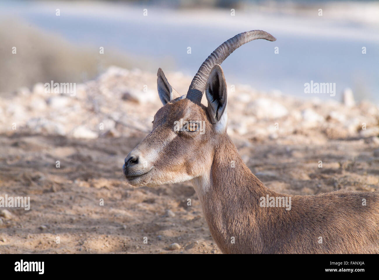 Nubian ibex (Capra ibex nubiana), female with just one horn, Wilderness of Zin, stone desert, part of the Negev Desert Stock Photo - Alamy Nubian ibex (Capra ibex nubiana), female with just one horn, Wilderness of Zin, stone desert, part of the Negev Desert Stock Photo - Alamy