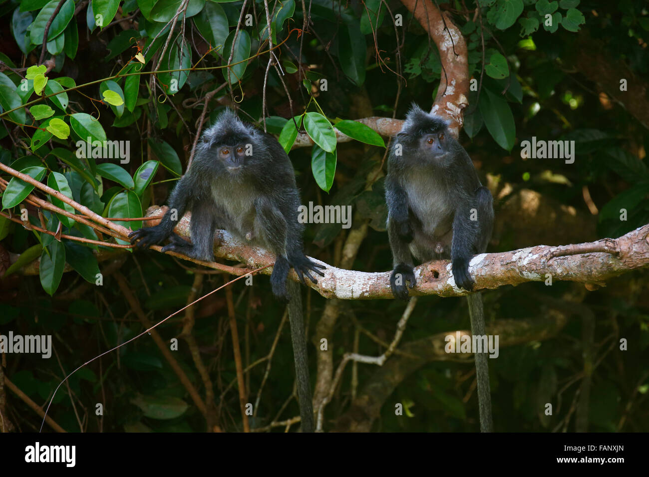 Silvery lutungs (Trachypithecus cristatus), males sitting on tree branch, Permai Rainforest, Santubong, Sarawak, Borneo Stock Photo