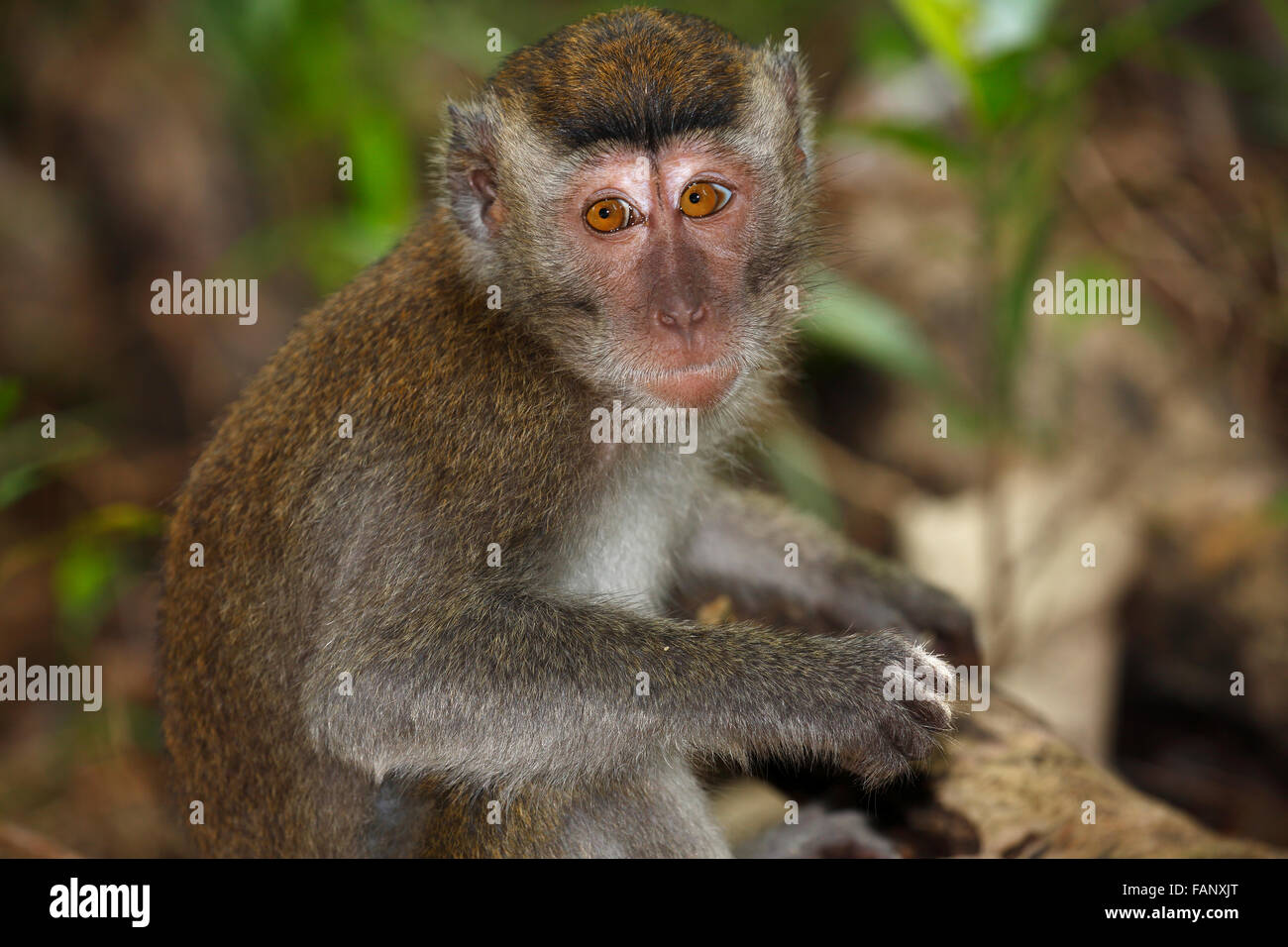 Crab-eating macaque (Macaca fascicularis), young, Bako National Park ...