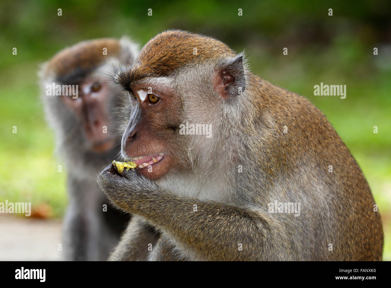 Crabeating macaques (Macaca fascicularis), eating, Bako National Park