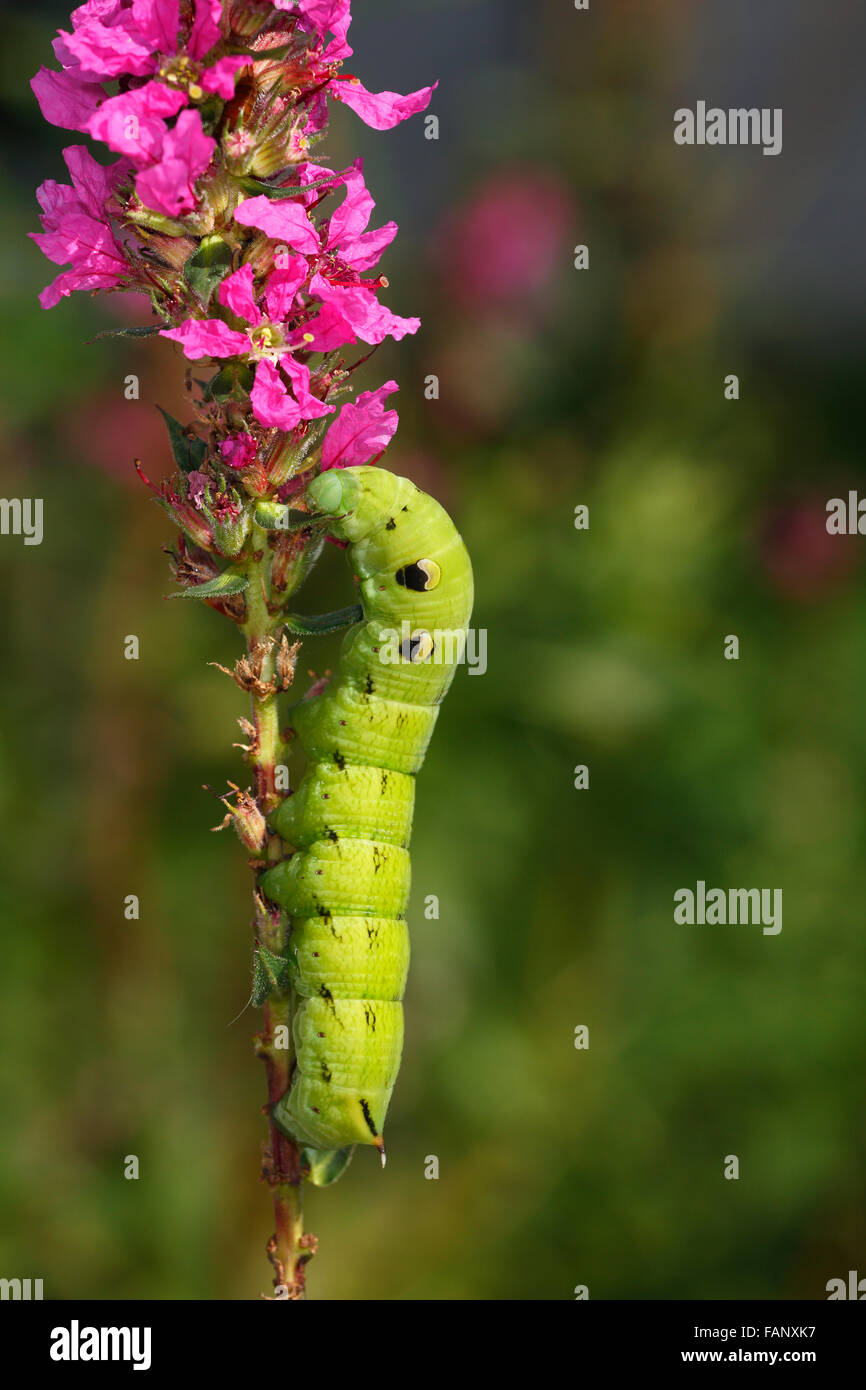 Elephant Hawk moth Deilephila Elpenor Young Green Caterpillar Eating elephant-hawk-moth-deilephila-elpenor-young-green-caterpillar-eating