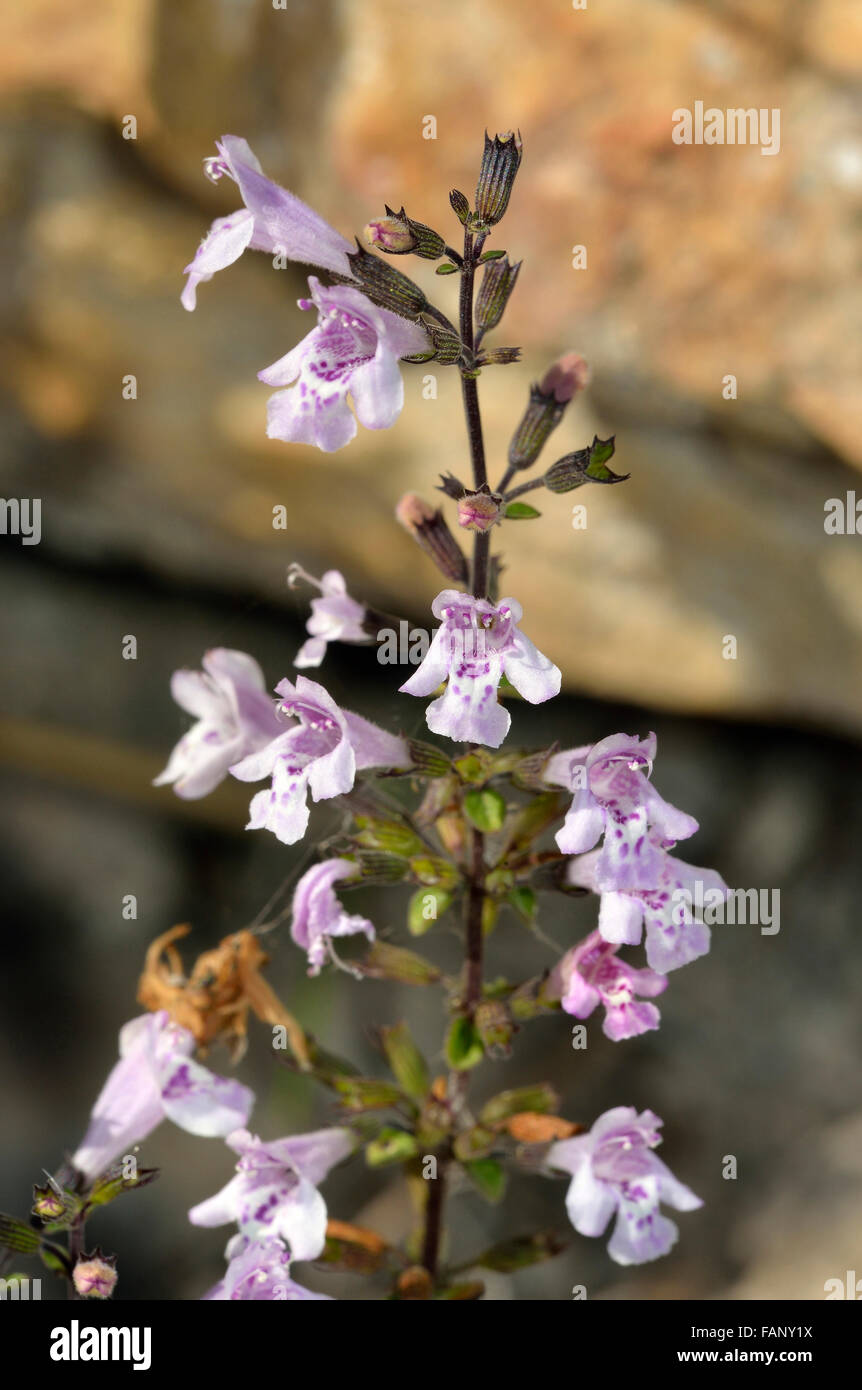 Grey Calamint - Calamintha incana Eastern Mediterranean wild flower Stock Photo