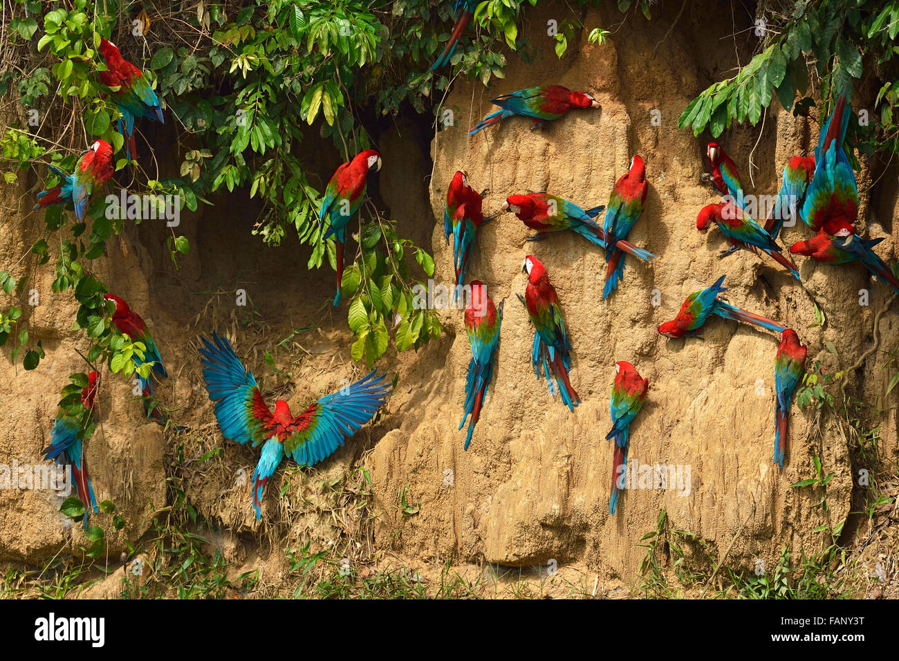 Red-and-green macaw (Ara chloroptera), colony on clay bank, Manu National Park, Peru Stock Photo