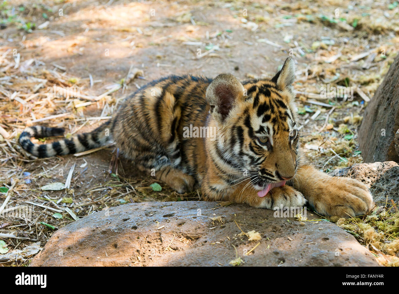 Bengal tiger (Panthera tigris tigris) licking its paw, young, aged 3 months, captive Stock Photo