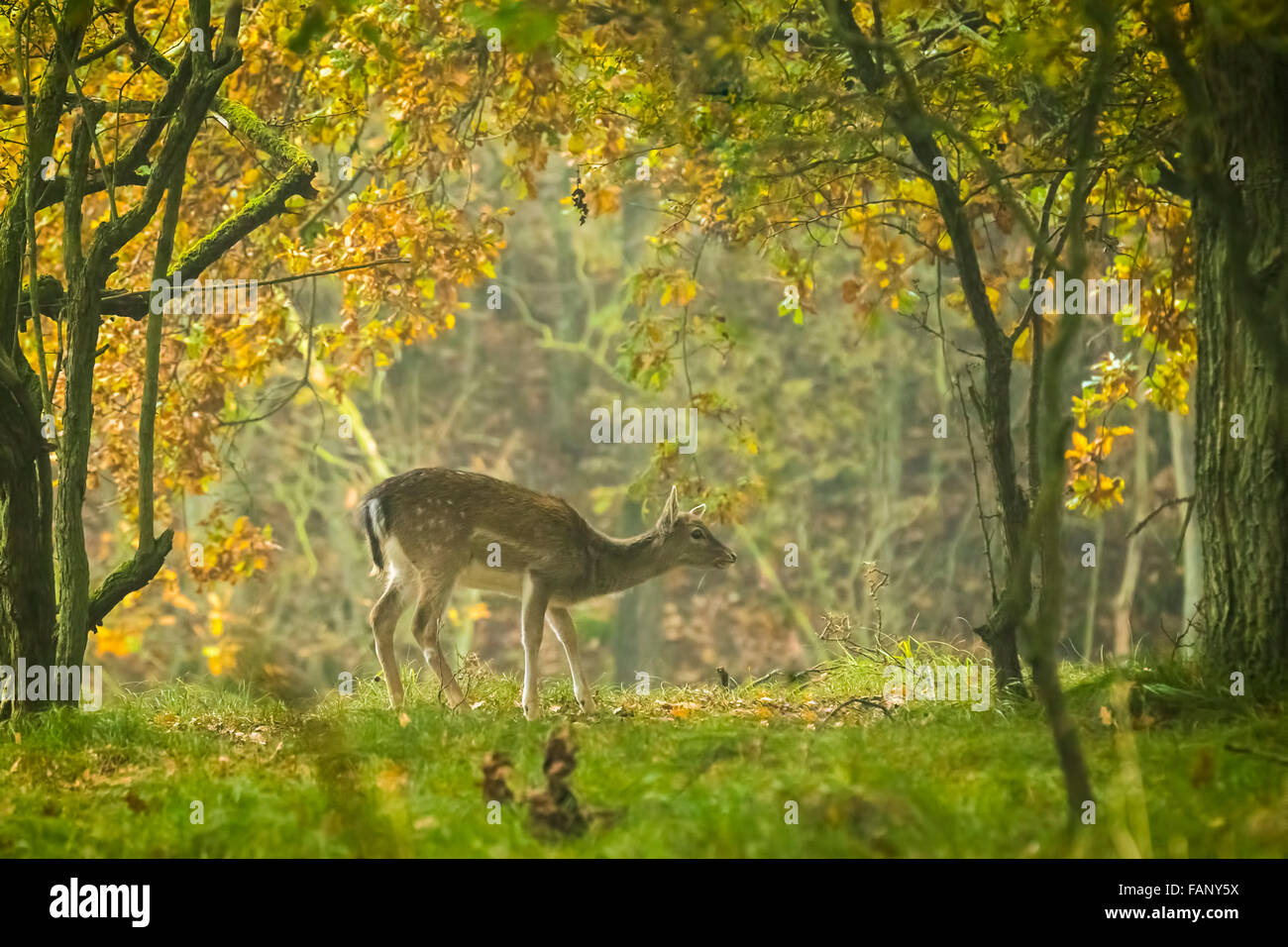 Fallow deer (Dama Dama) fawn in Autumn season. The Autumn fog and nature colors are clearly visible on the background. Stock Photo