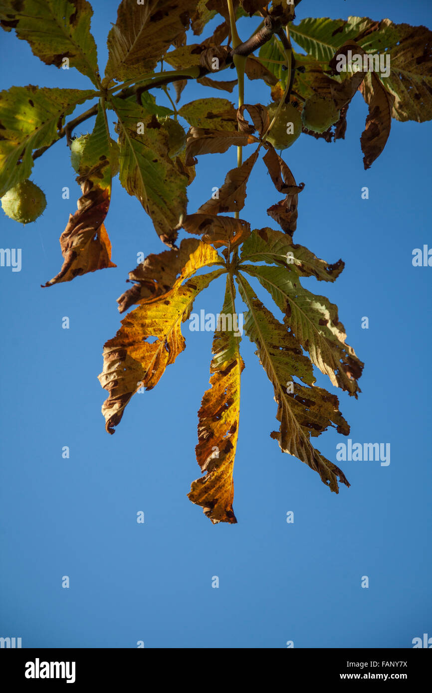 Leaves against bright blue sky hi-res stock photography and images - Alamy