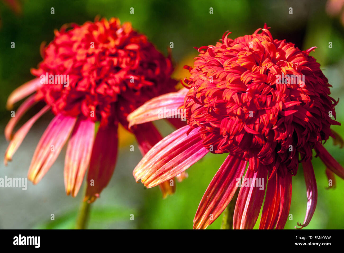 Echinacea  'Secret Passion',  Coneflower, Beautiful red perennials Stock Photo