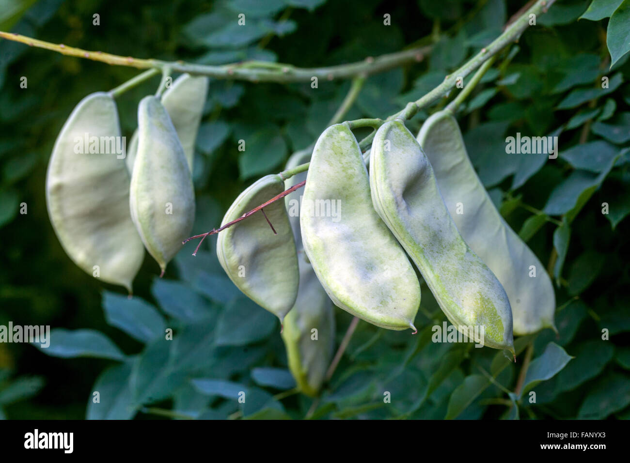 Kentucky coffeetree, Gymnocladus dioicus unripe pods Stock Photo