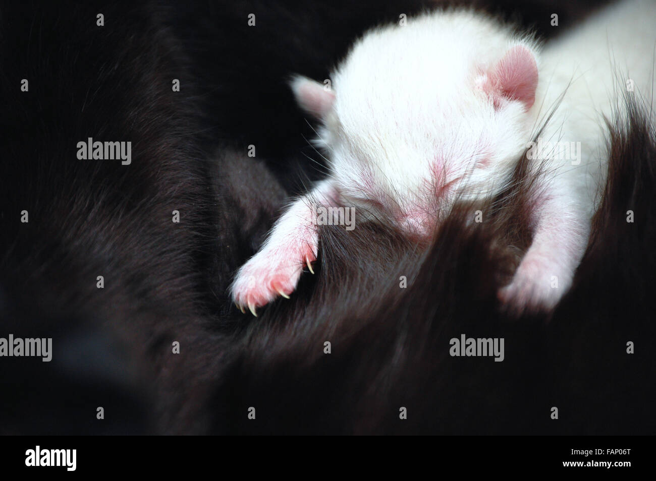 Newborn kitten at the time of nursing. Illustration of maternity. Stock Photo