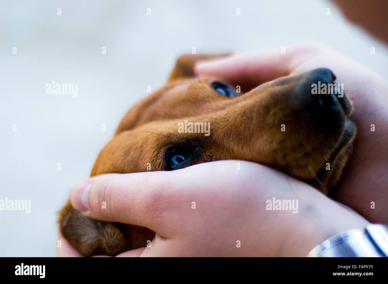 The duchshund puts the head in hands of the owner. Stock Photo