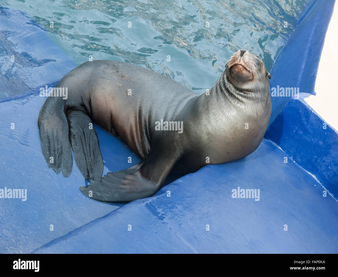Sea lion, Cornish seal sanctuary, Gweek, Cornwall, UK Stock Photo - Alamy