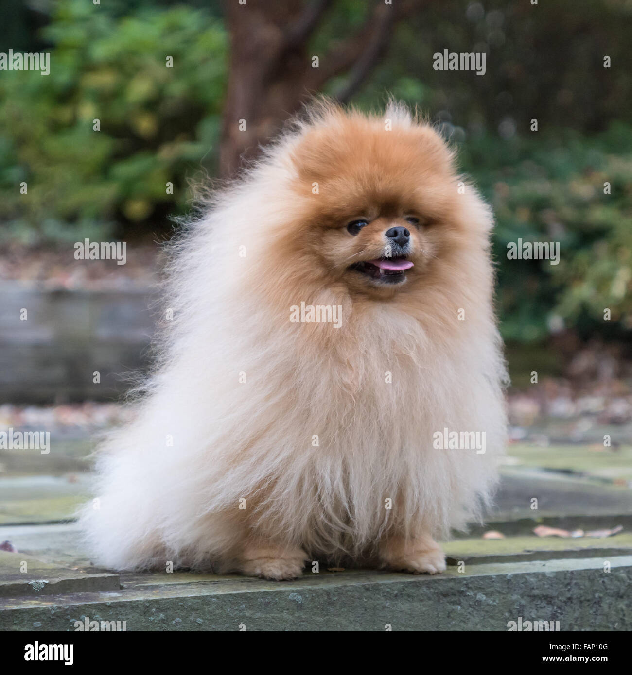 Attentive purebred Pomeranian dog.  A.k.a. Zwergspitz.  Extraordinarily white/brown coat. Stock Photo