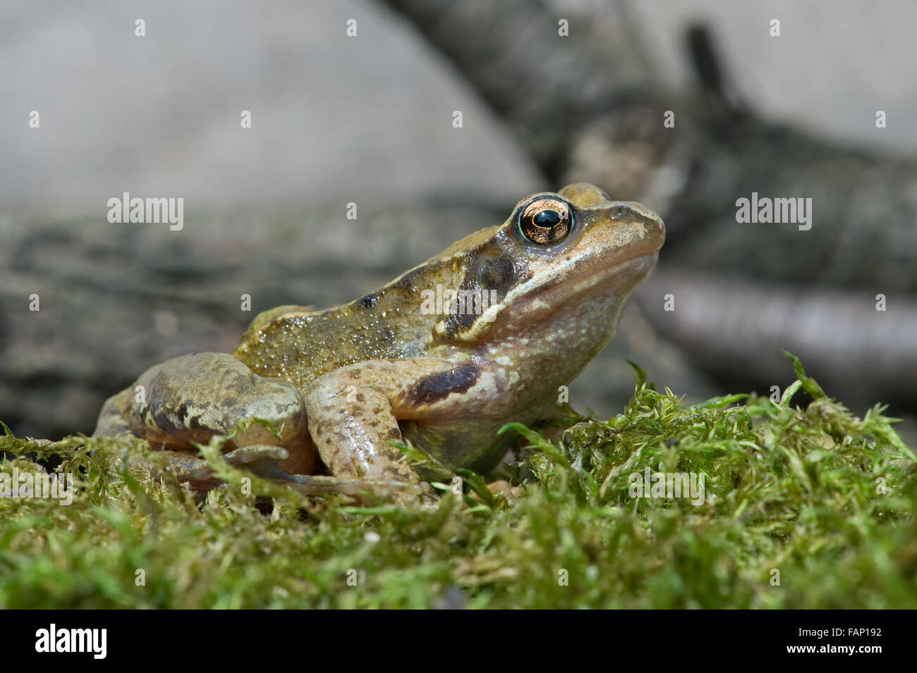 Common Frog (Rana Temporaria Stock Photo Alamy