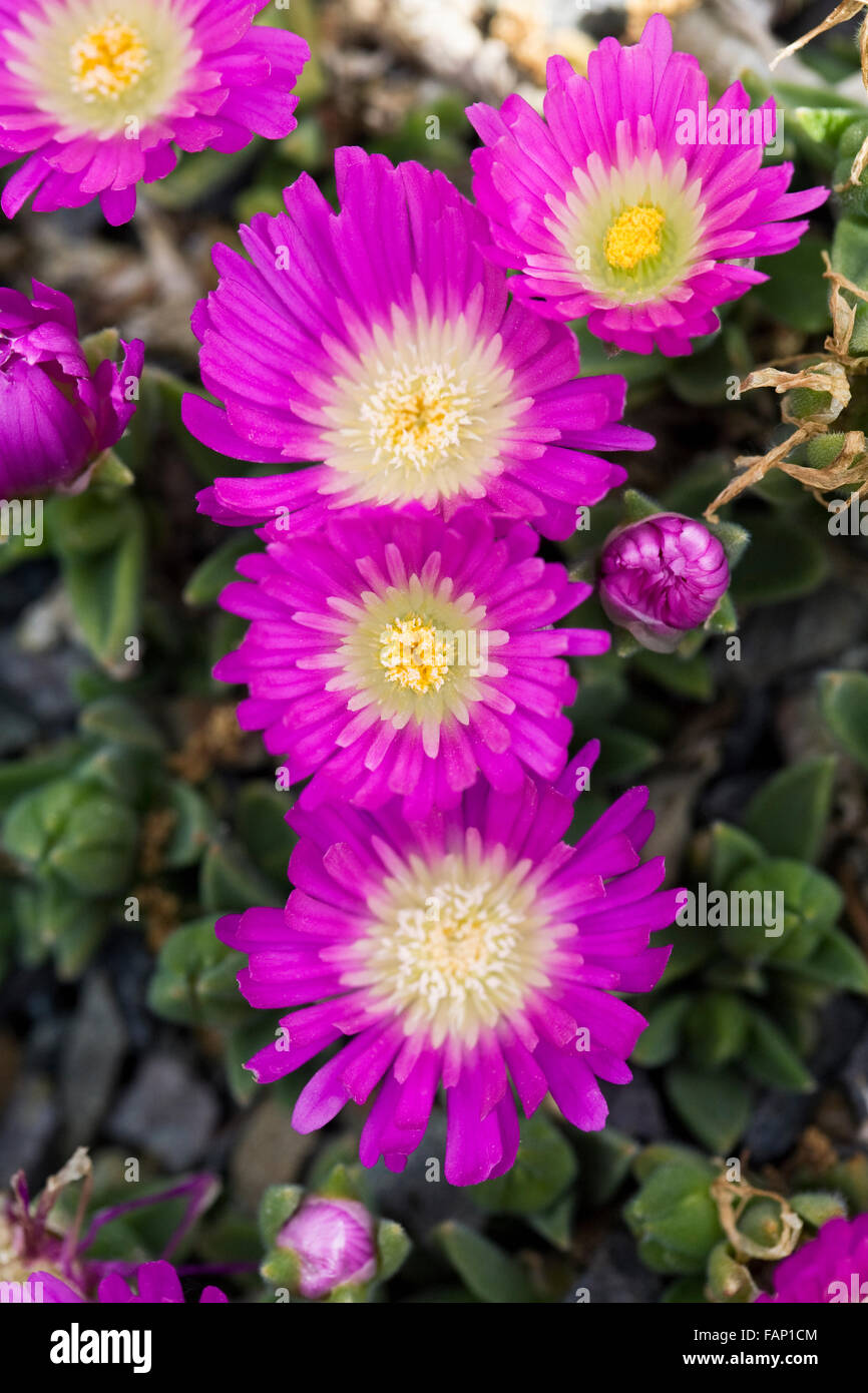 Delosperma sutherlandii flowers growing in a protected environment. Stock Photo