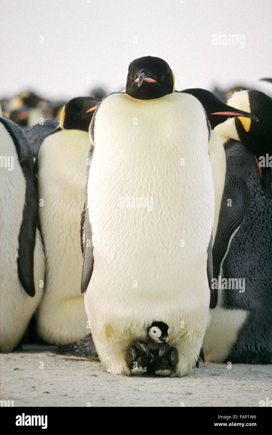 Emperor penguin chick in brood pouch, a short time after hatching Stock