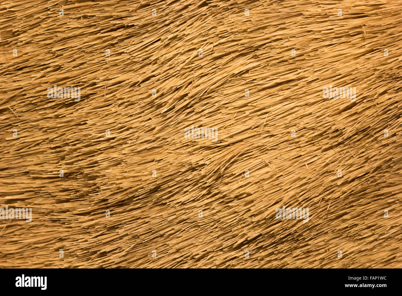 Animal hide hires stock photography and images Alamy