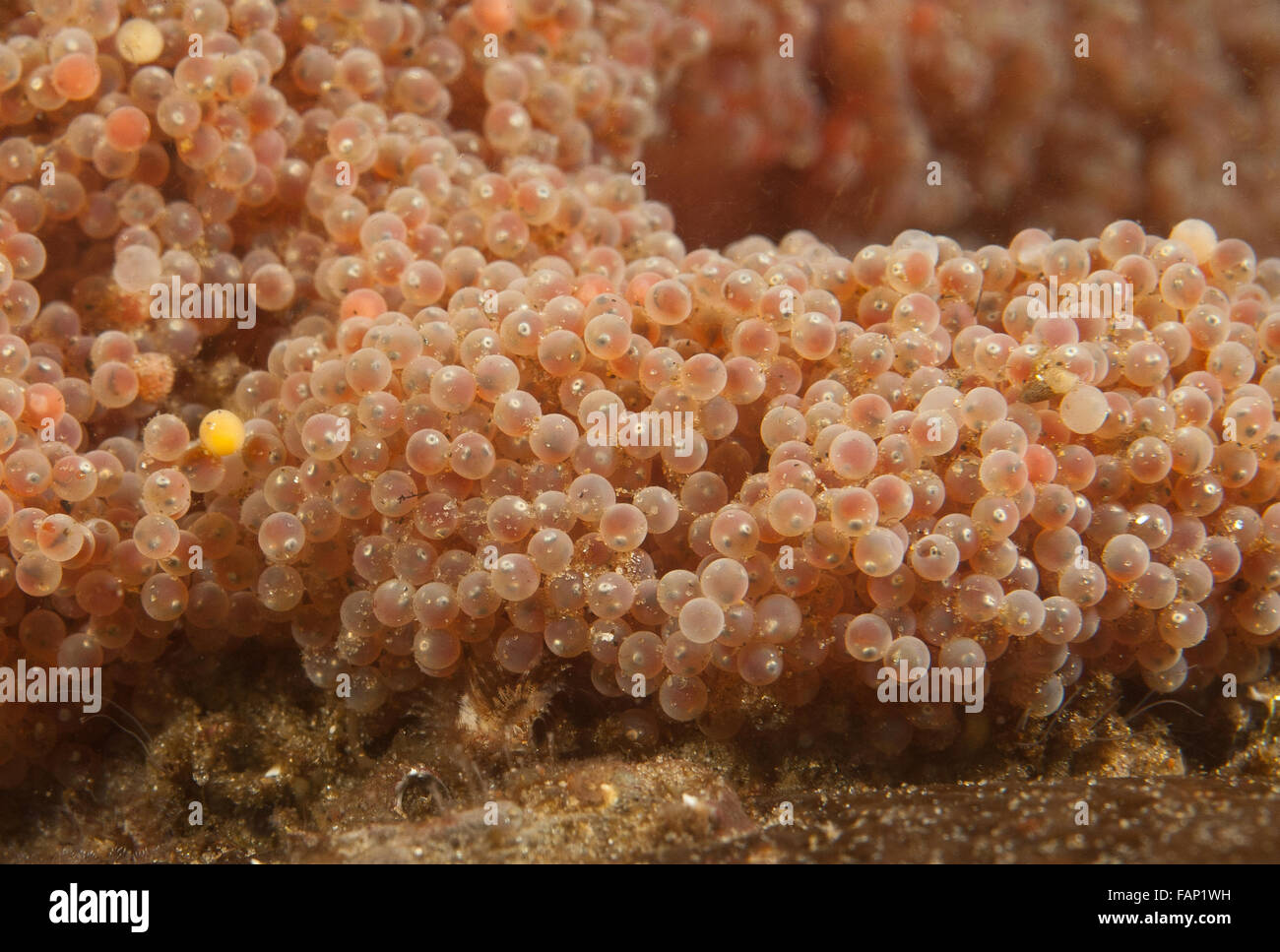 Sea scorpion egg cluster, Loch Fyne, Scotland Stock Photo 92682845 Alamy