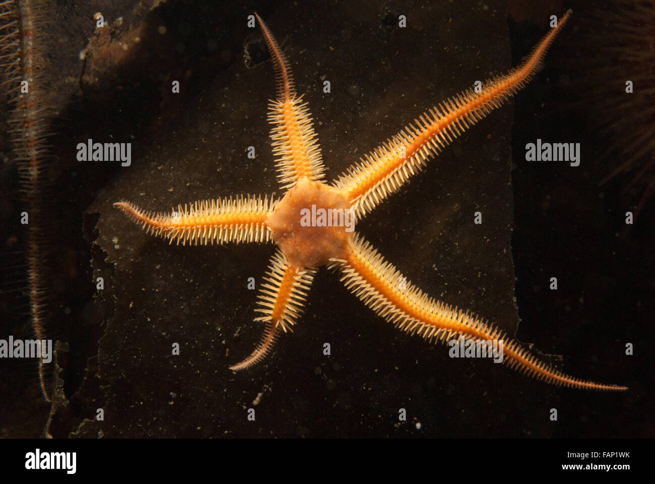 Brittle star (ophiocomina nigra) on kelp, Loch Fyne, Scotland. Stock Photo