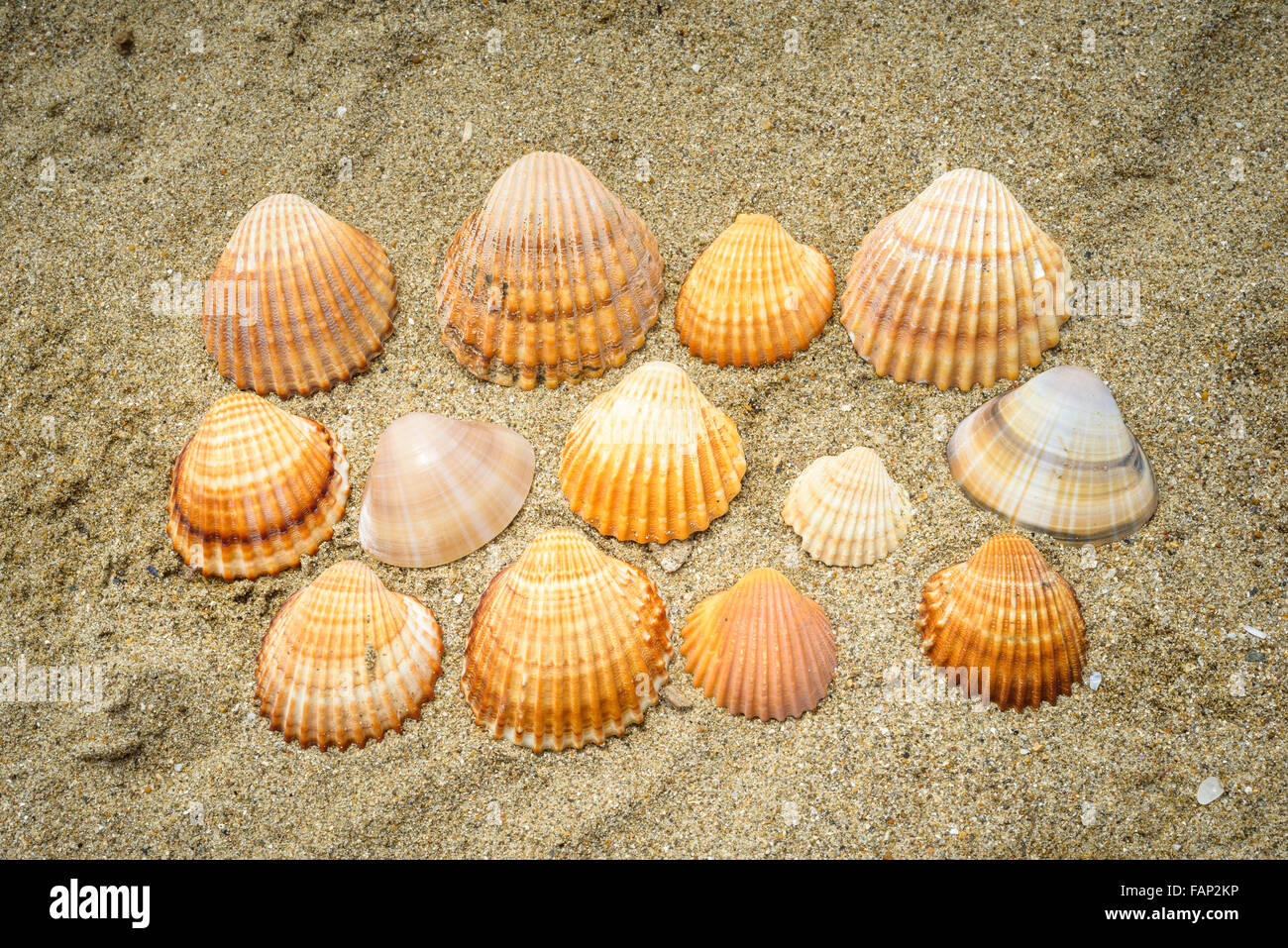 Lots of nice shell on the sand Stock Photo