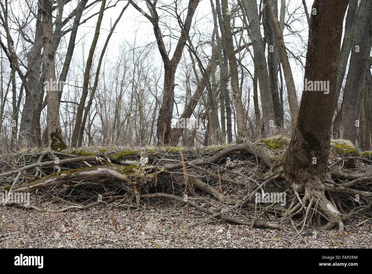 Exposed tree roots on a river bank in Minnesota Stock Photo - Alamy