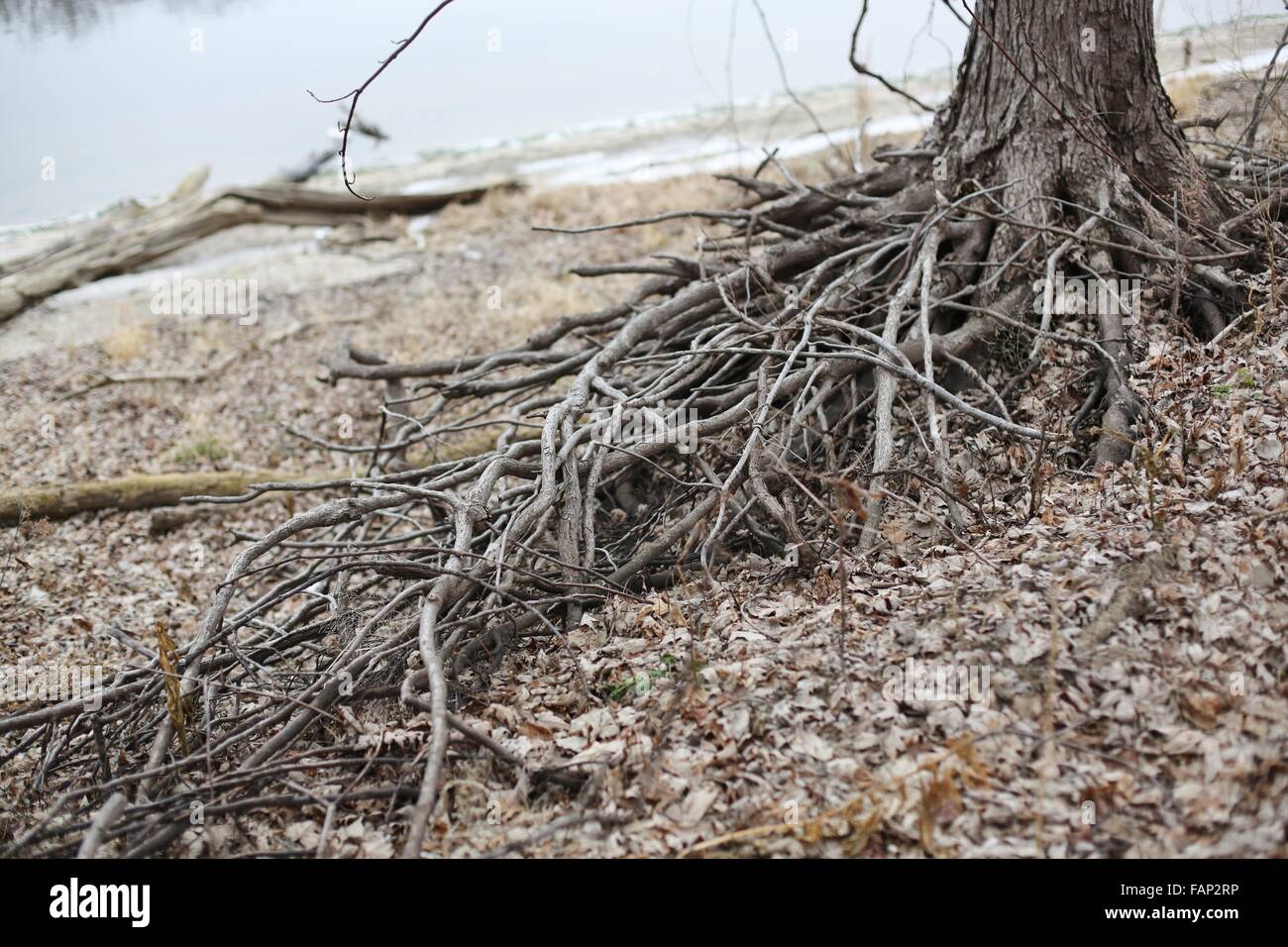 Tangled tree roots along a river bank in Minnesota Stock Photo Alamy