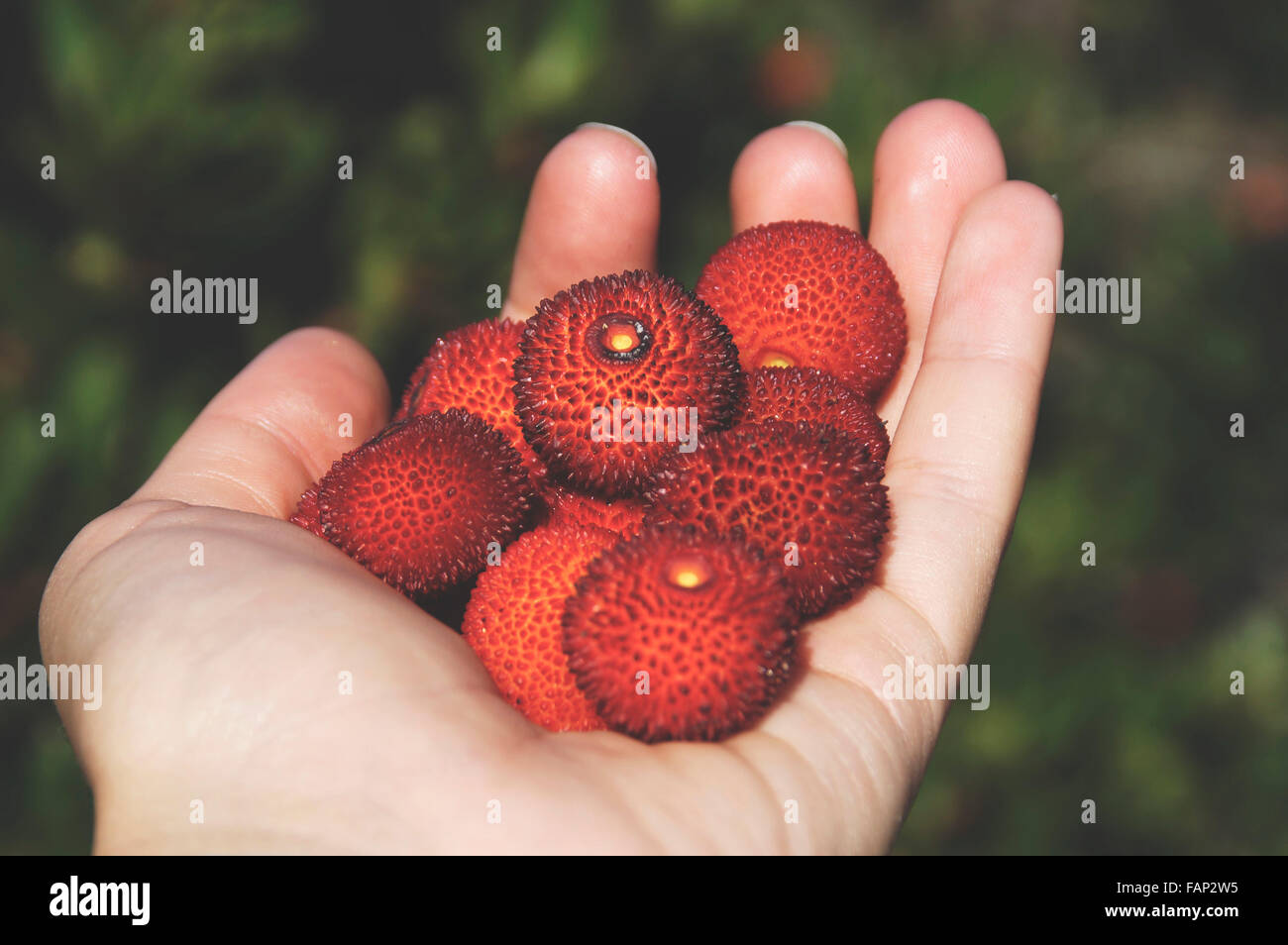 Dalmatian bearberry Tree Fruit Stock Photo