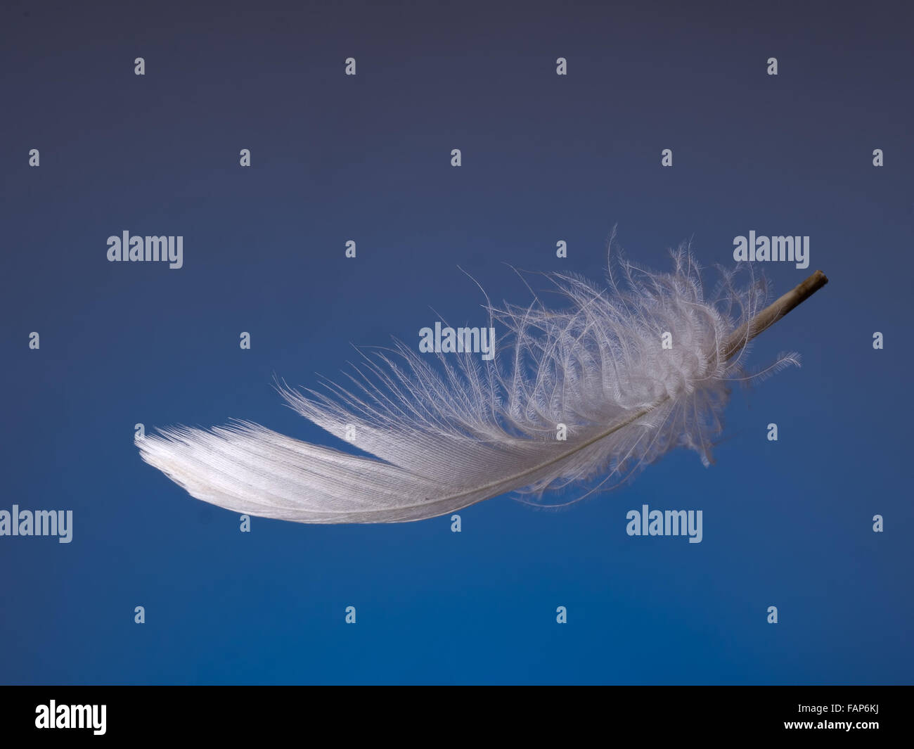 Soft and fluffy feather catches the light. Stock Photo