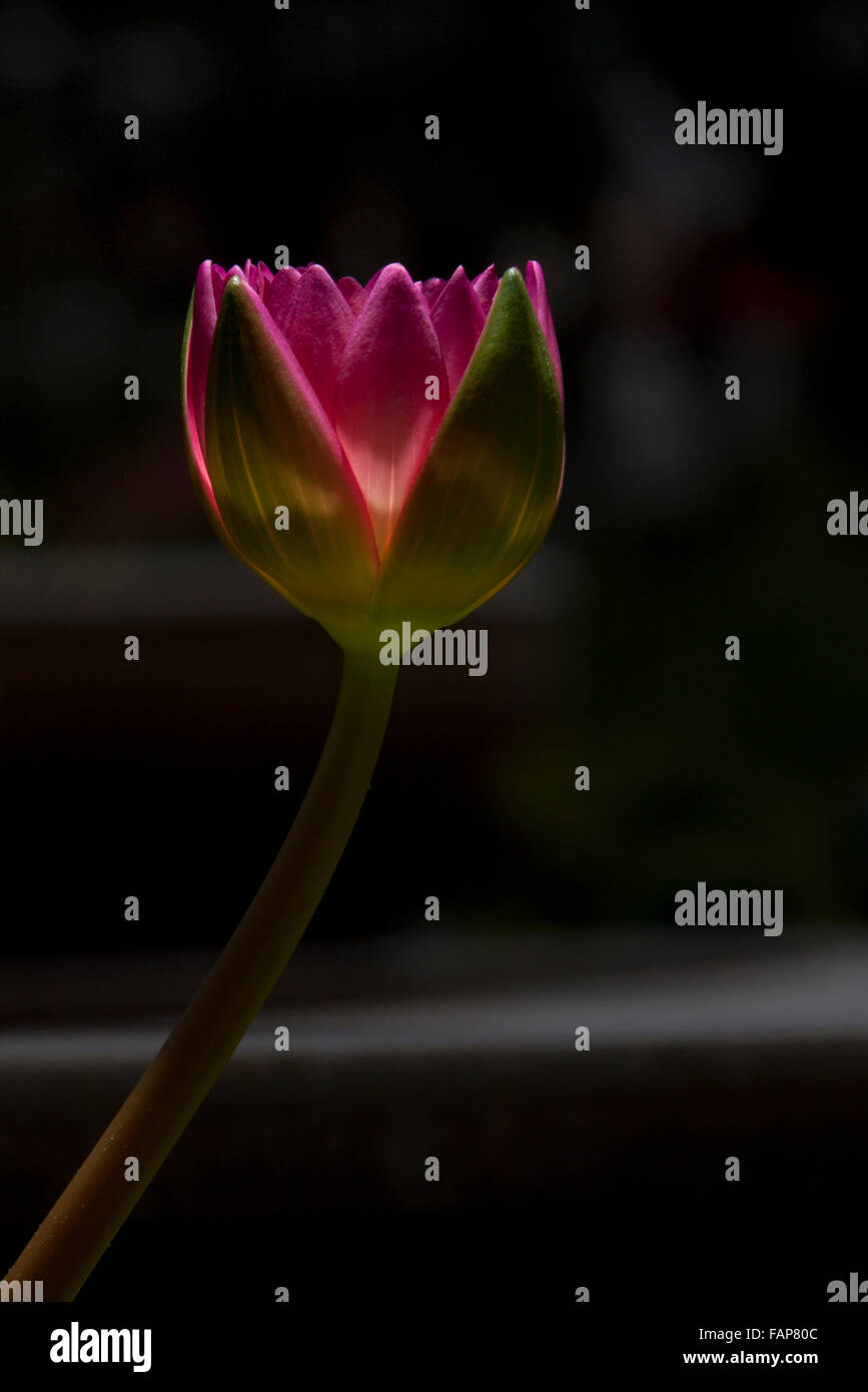 Sunlight dark hi-res stock photography and images - Alamy