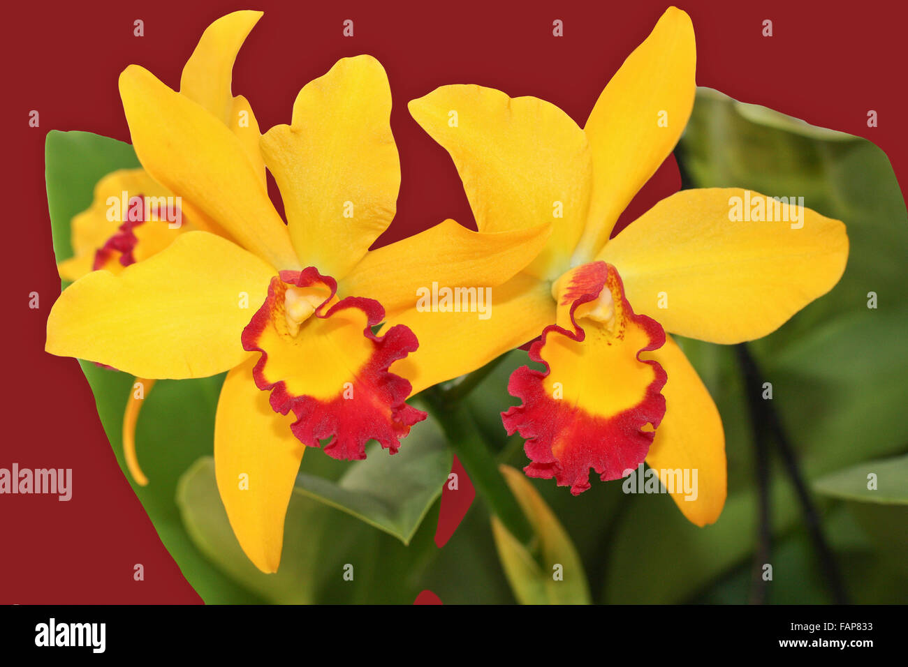 two closeup blooms of orchid yellow and maroon Stock Photo