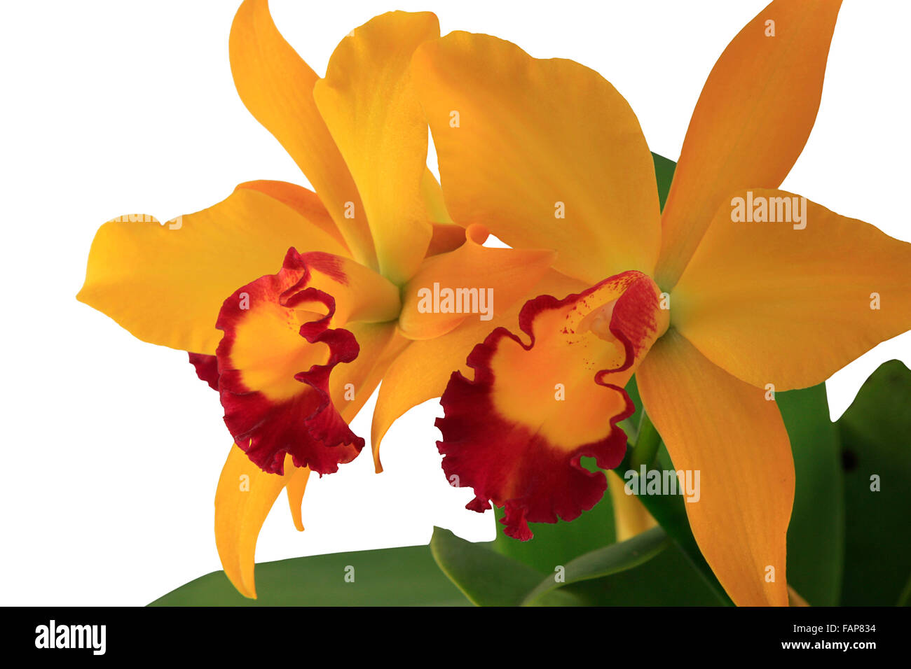a bunch of beautiful orange orchids Stock Photo