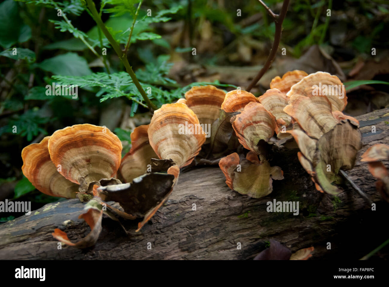 Mushroom (Ganoderma applanatum) on tropical rainforest floor Stock
