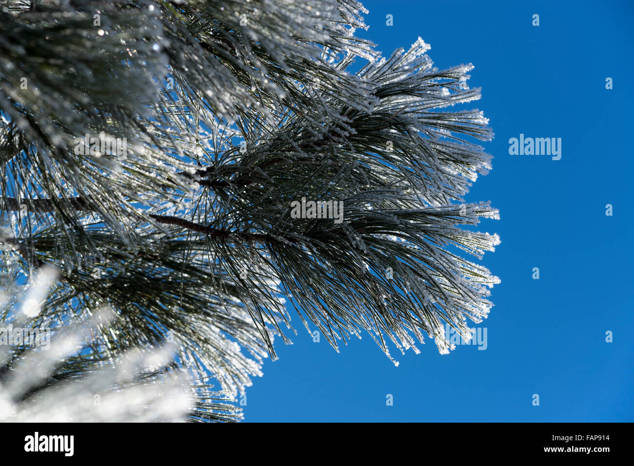 Hoar frost on Ponderosa pine branches in Oregon's Wallowa Valley. Stock Photo