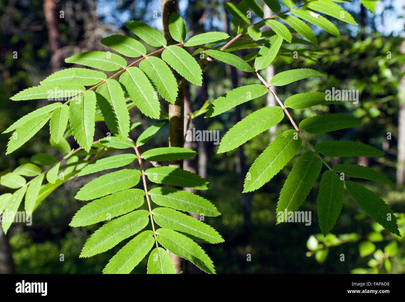 Lush Green Rowan Leaves On A Twig. Sunshine On The Green Leaves Stock 