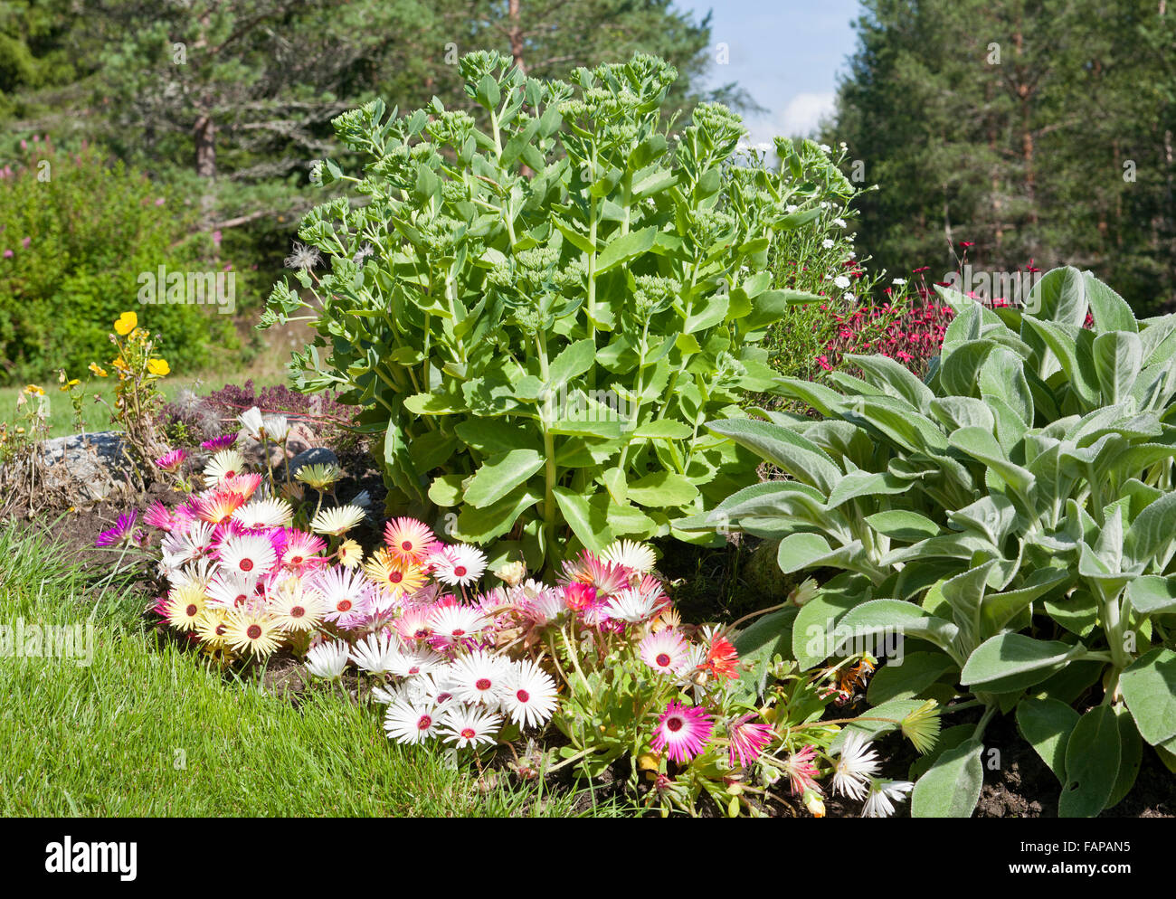 A bunch of Dorotea-flower and Hylotelephium telephium in a garden. Forest in the background. Stock Photo