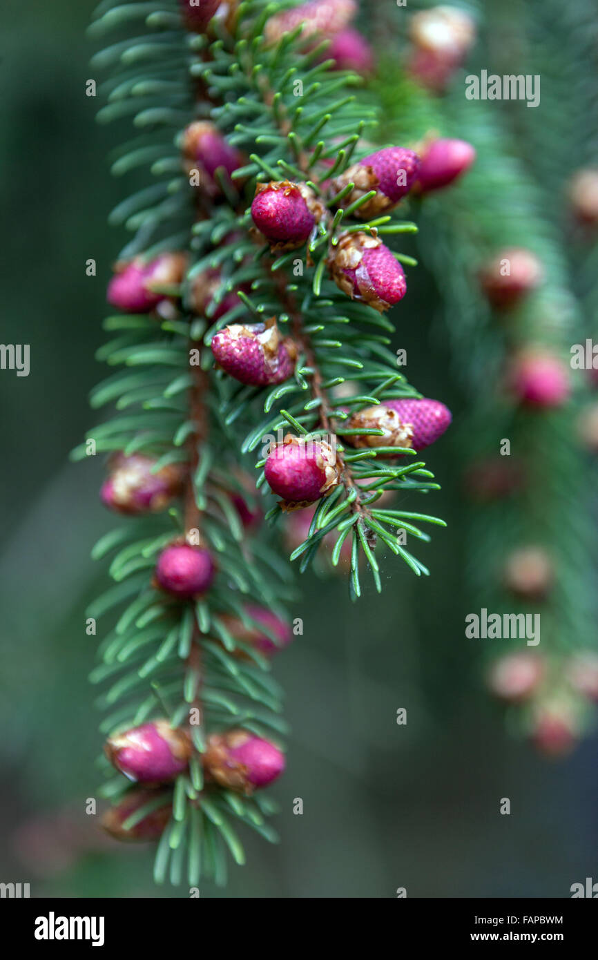 Norway Spruce Picea Abies Finedonensis Close Up Of Flower Cones Stock Photo Alamy