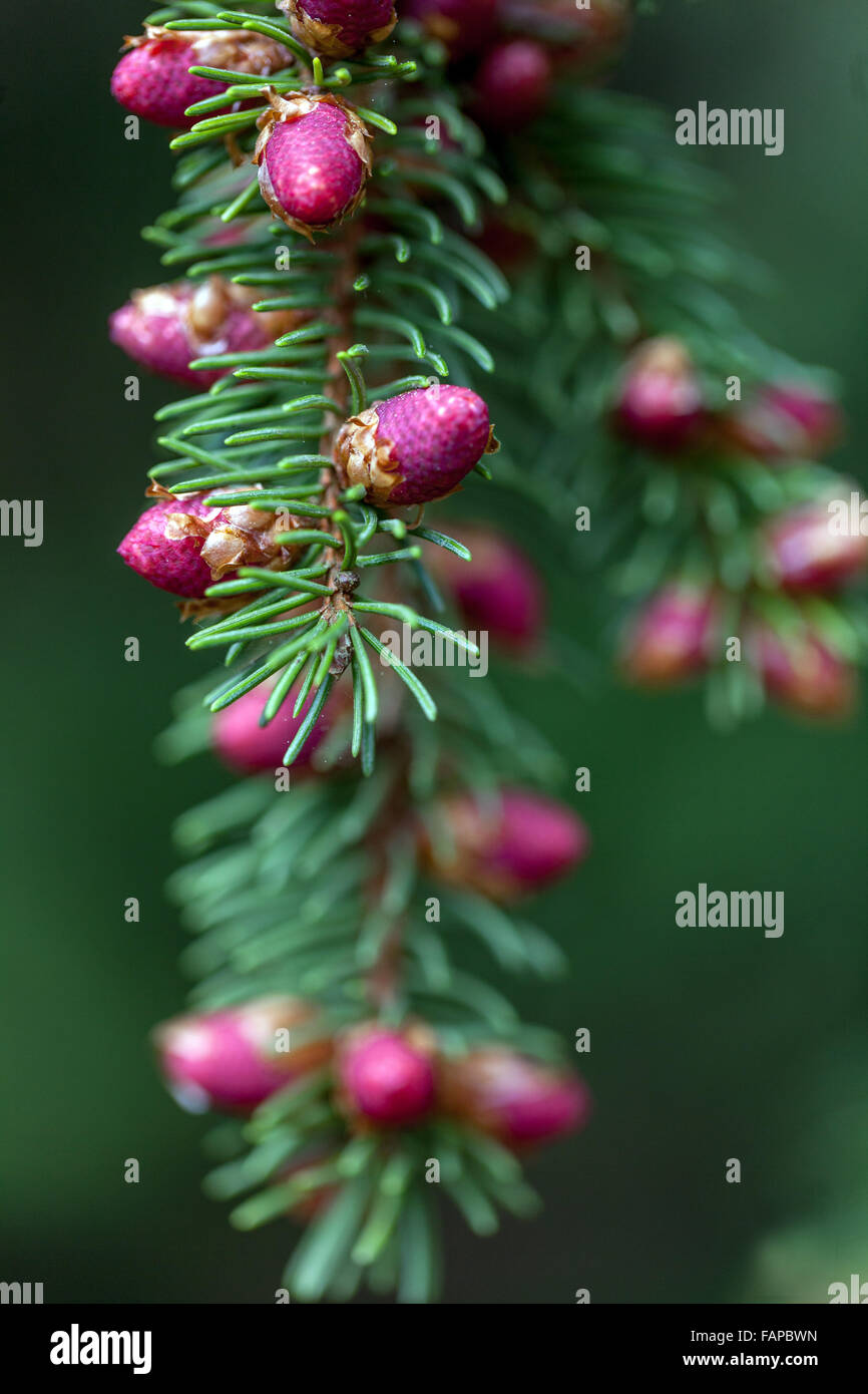 Norway Spruce Picea abies 'Finedonensis' closeup flower cones Stock Photo