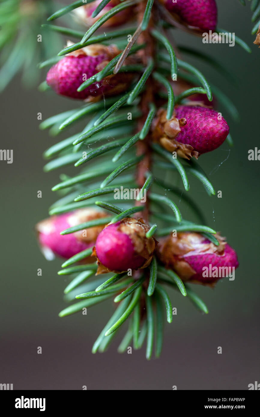 Norway Spruce, Picea abies 'Finedonensis', close-up of flower cones Stock Photo