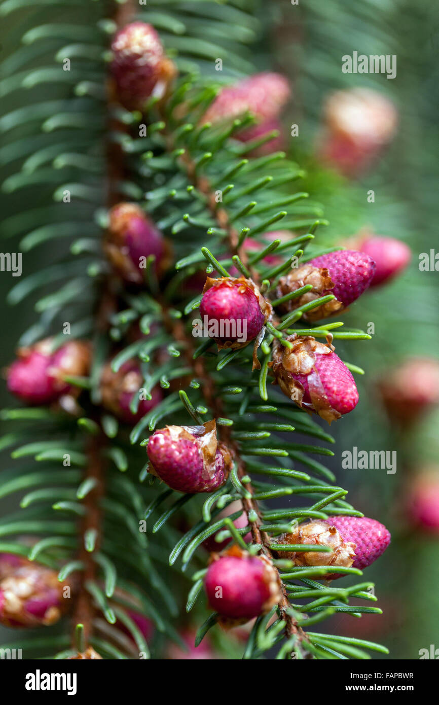 Norway Spruce cones Picea abies 'Finedonensis', Stock Photo