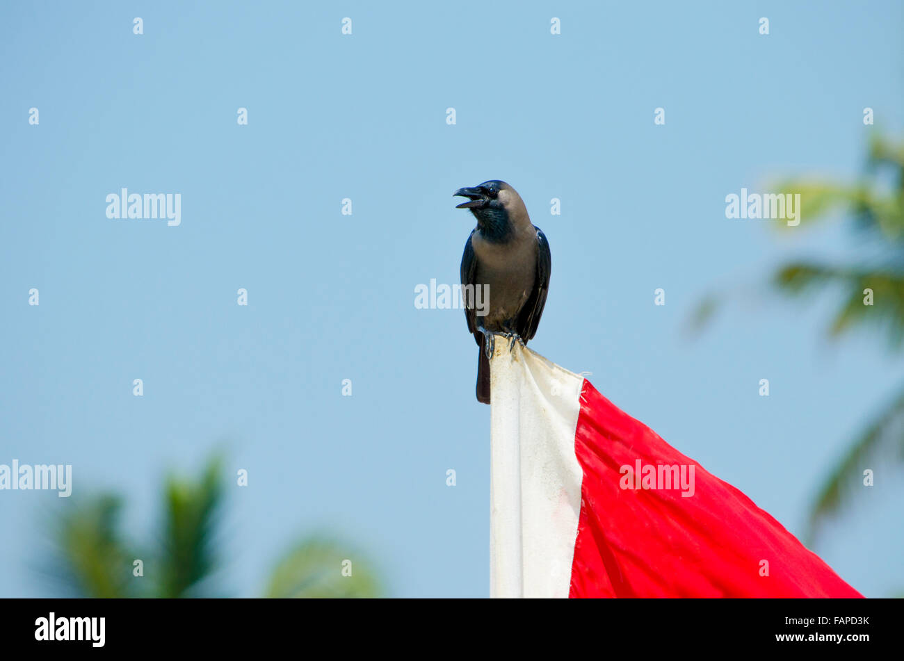 bird of a raven black sits on a flag staff,the bird,a crow,black,sits,against the blue sky,an open mouth,birds of asia,fauna Stock Photo