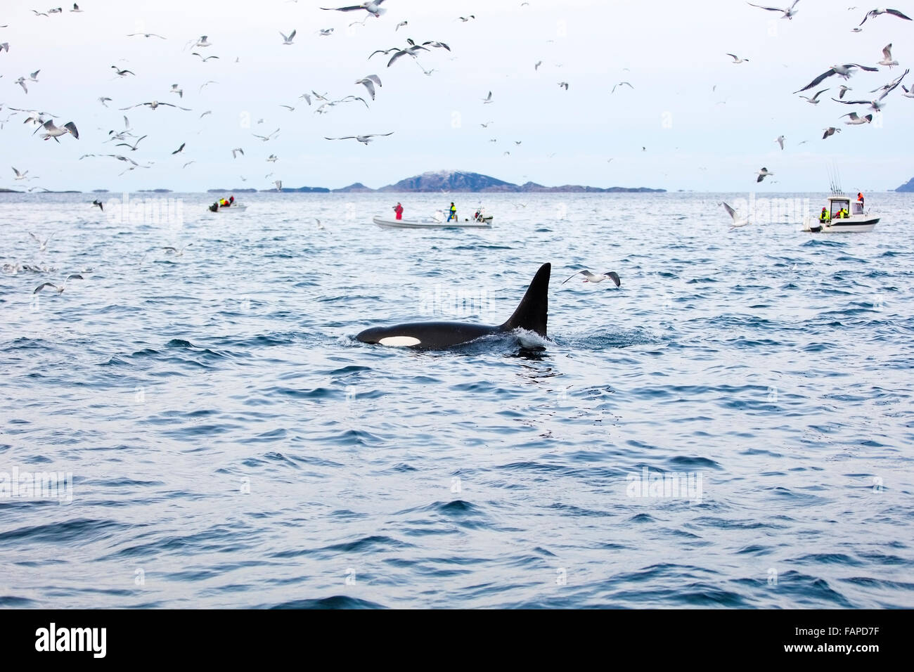 Whale birds hi-res stock photography and images - Alamy
