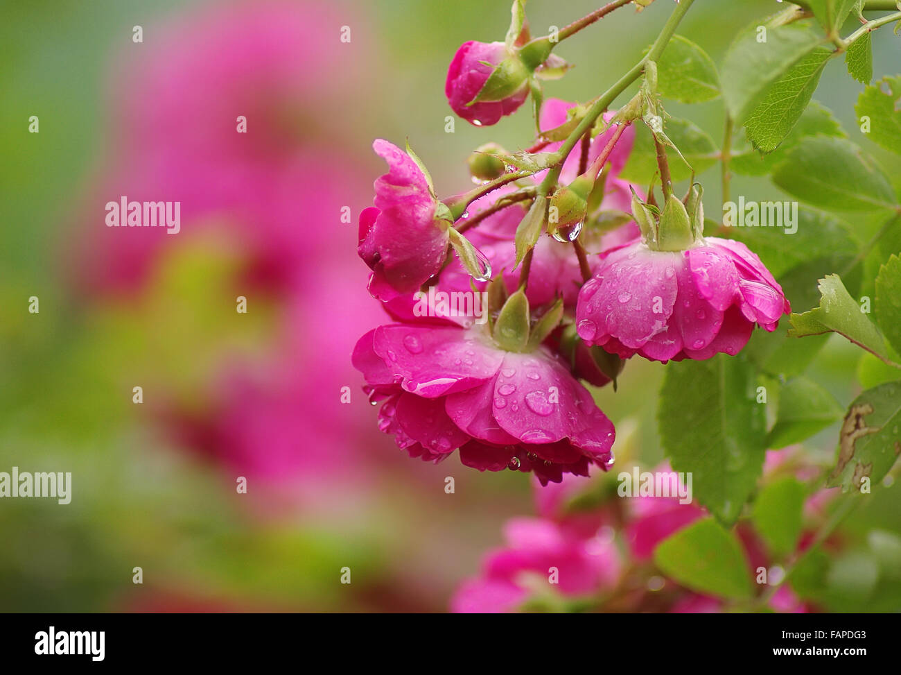 Pink flowers of wild rose in raindrops on the petals Stock Photo - Alamy