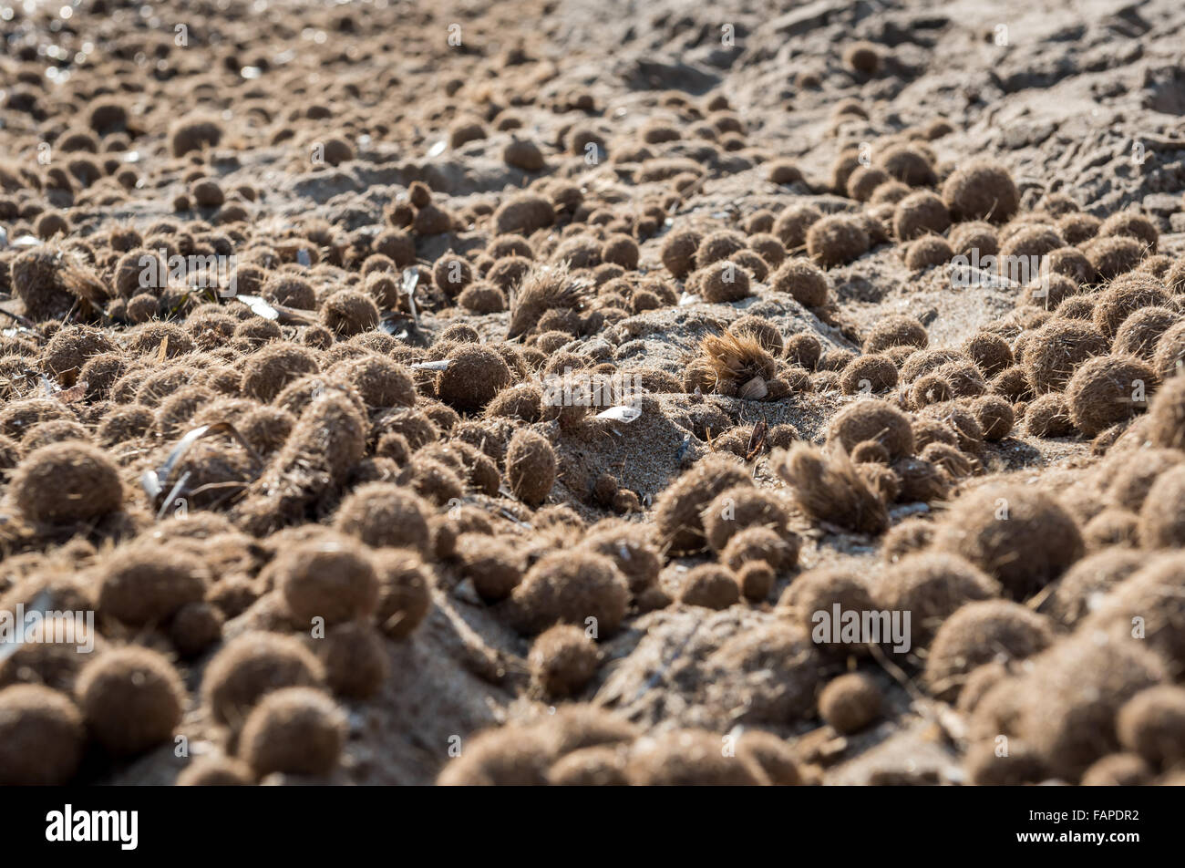 Moss ball close-up. El Campello beach. Alicante, Spain Stock Photo