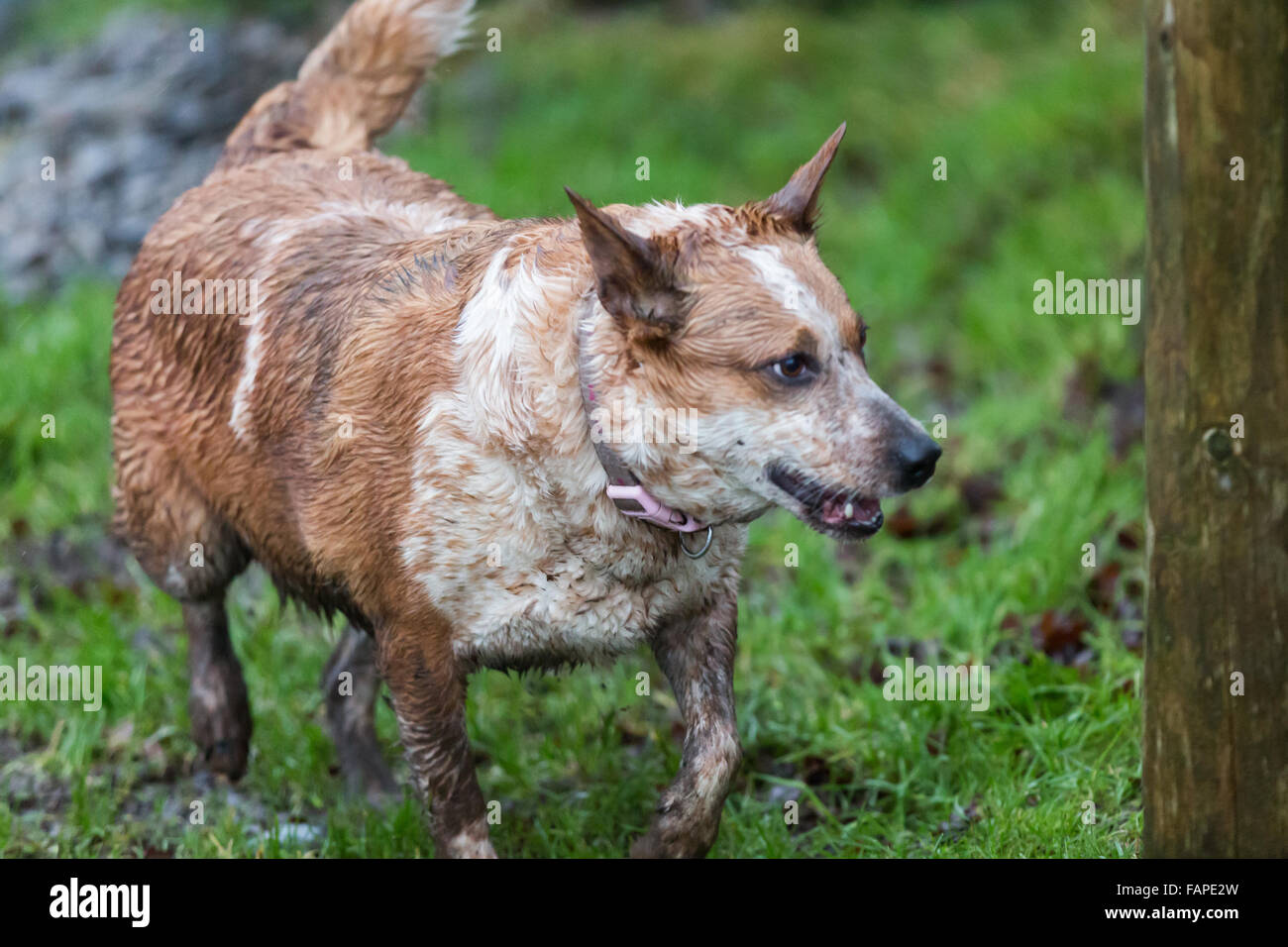 wet muddy working farm dog Stock Photo