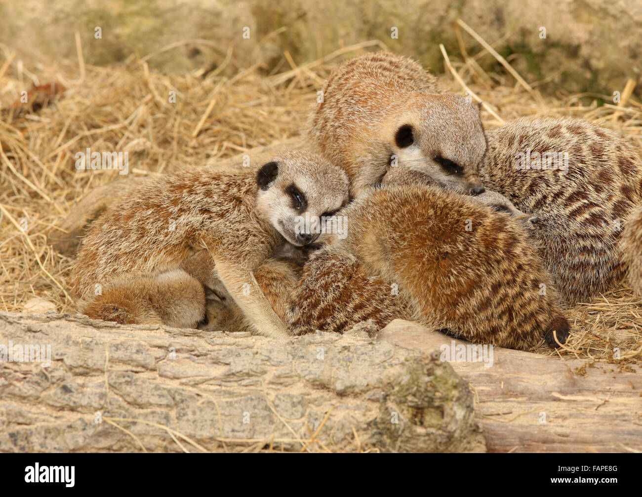 A family of sleepy Meerkats Stock Photo