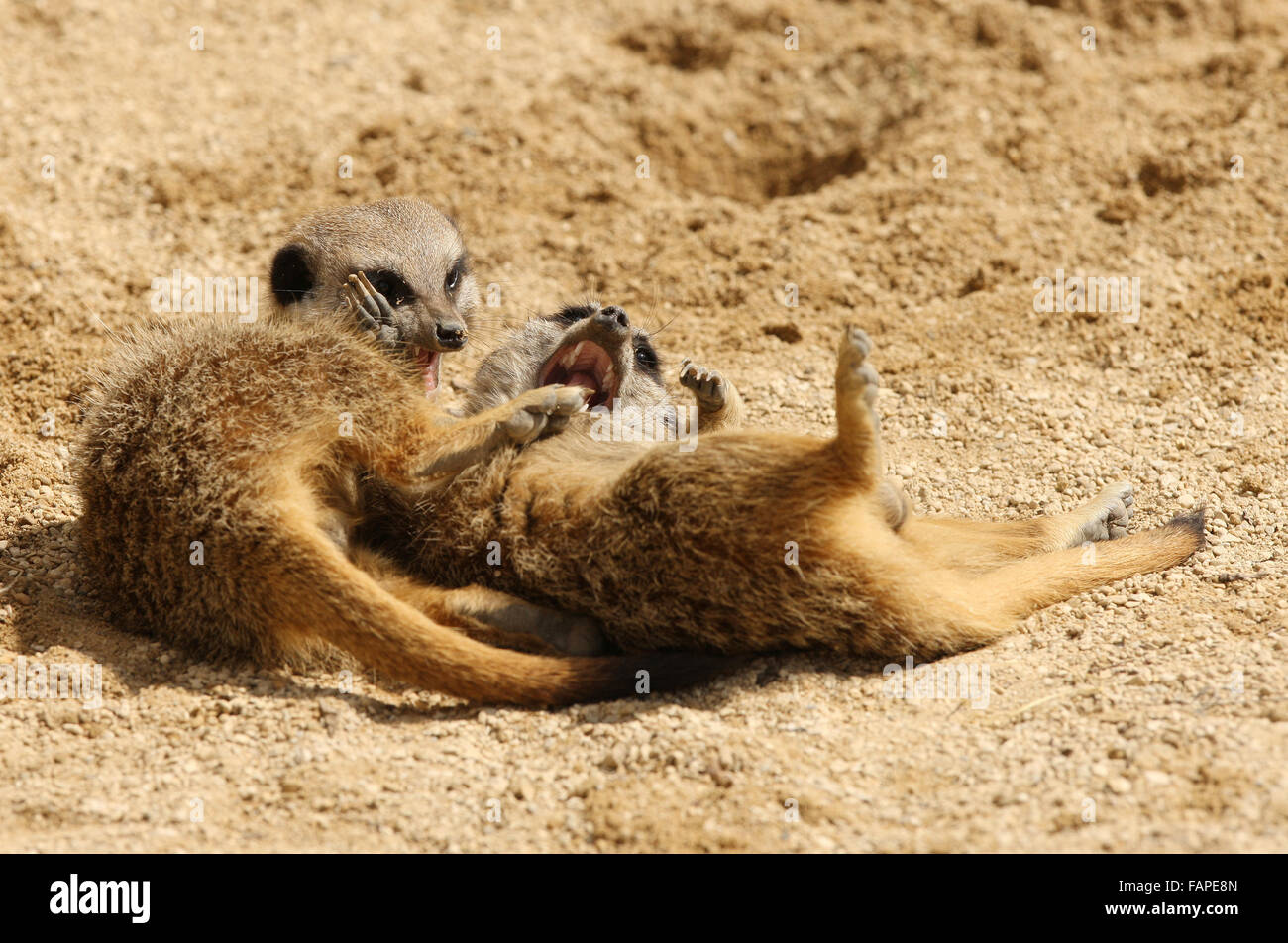 Two cute young Meerkats playing Stock Photo