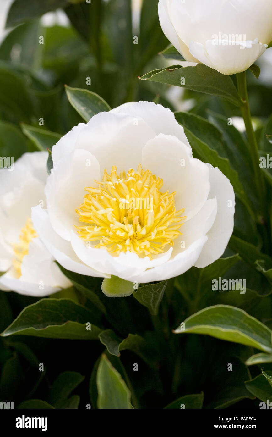 Paeonia. White peony flower. Stock Photo