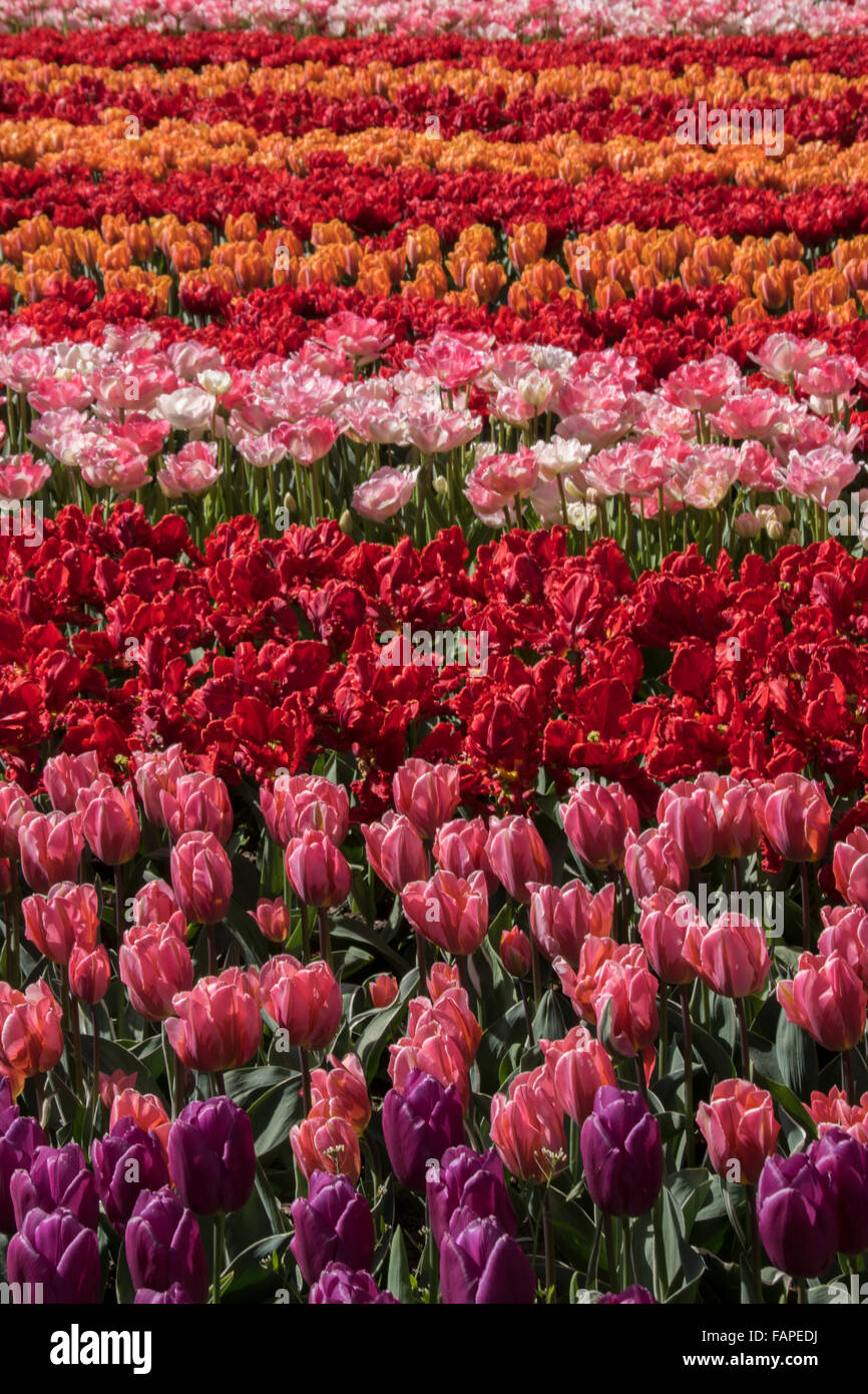 Keukenhof spring garden, Holland Stock Photo