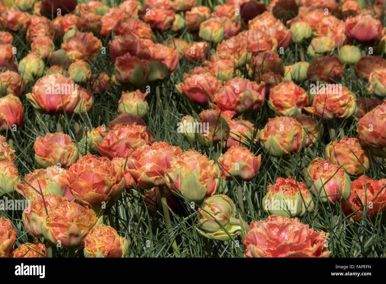 Keukenhof spring garden, Holland Stock Photo